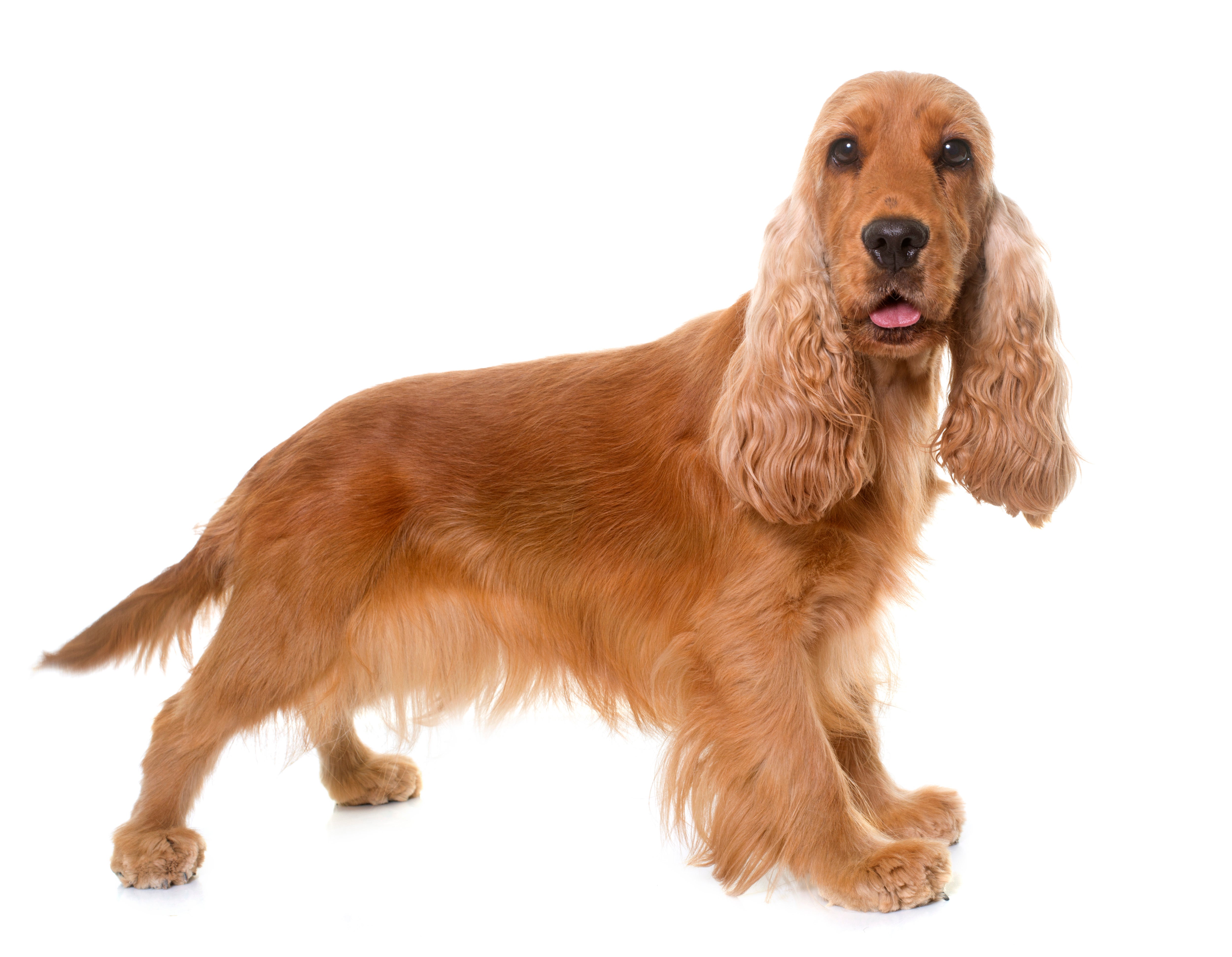 English Cocker Spaniels for Adoption in Prince Albert